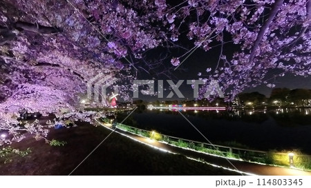 春のライトアップされたチューリップ畑 114803345