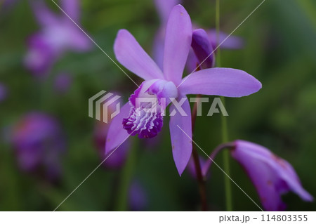春の公園に咲くピンク色のシランの花 春の公園に咲くピンク色のシランの花 114803355