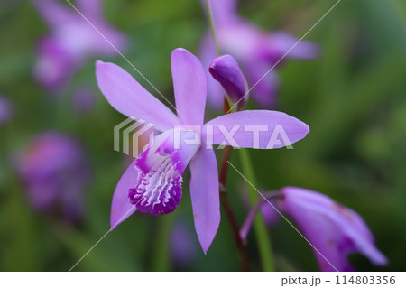 春の公園に咲くピンク色のシランの花 春の公園に咲くピンク色のシランの花 114803356