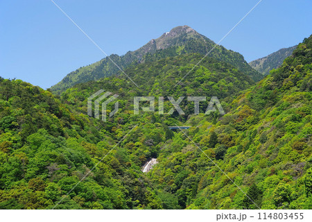 新緑の御在所岳【湯の山かもしか大橋からの眺望・三重県菰野町】 114803455