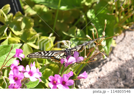 イモカタバミから吸蜜するナミアゲハ イモカタバミから吸蜜するナミアゲハ 114803546