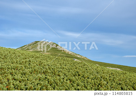 ハイマツに覆われた山肌、双六岳 114803815