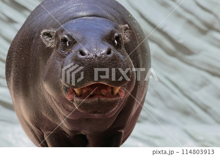 コビトカバ コビトカバ 114803913