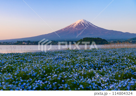 春の河口湖・大石公園のネモフィラと富士山 春の河口湖・大石公園のネモフィラと富士山 114804324