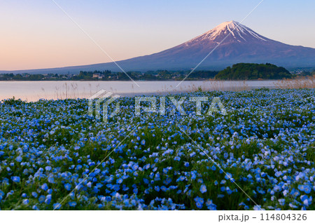 春の河口湖・大石公園のネモフィラと富士山 春の河口湖・大石公園のネモフィラと富士山 114804326