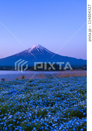 春の河口湖・大石公園のネモフィラと富士山 114804327