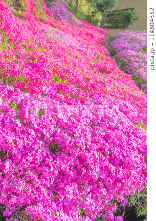 お花の絨毯、芝桜 お花の絨毯、芝桜 114804352