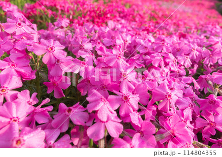 お花の絨毯、芝桜 114804355