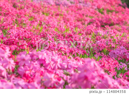 お花の絨毯、芝桜 114804358