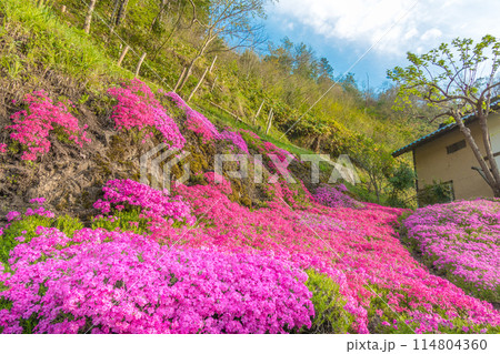 お花の絨毯、芝桜 お花の絨毯、芝桜 114804360