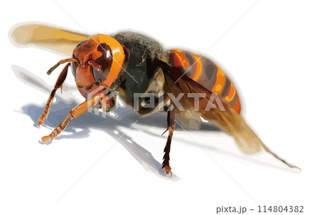 ☆希少※入手難‼️オータニ昆虫館※リアルスズメバチ☆