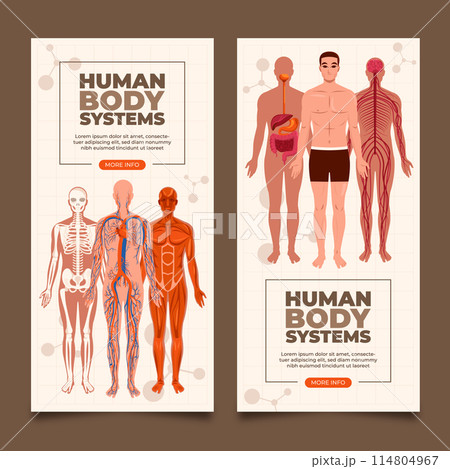 Flat human body organ systems vertical banner template collection 114804967