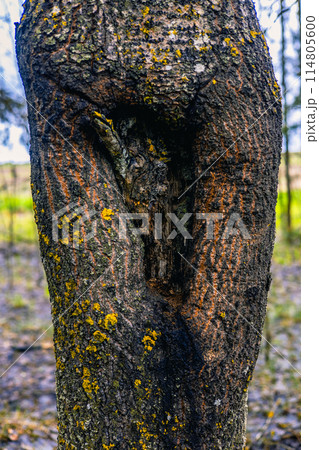 A tree with an amazing hollow shape in the shape of a human foot. A hollow on an old tree created by nature is very reminiscent of the imprint of a human foot on the trunk. A tree with an amazing hollow shape in the shape of a human foot. A hollow on an old tree created by nature is very reminiscent of the imprint of a human foot on the trunk. 114805600