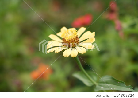 beautiful floral panorama as a background beautiful floral panorama as a background 114805824