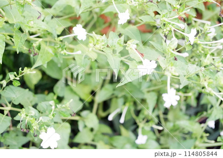 beautiful floral panorama as a background 114805844