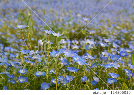 夕暮れの舎人公園のネモフィラ 東京 夕暮れの舎人公園のネモフィラ 東京 114806030