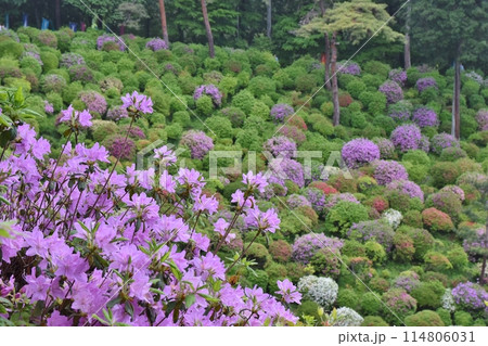 つつじ祭りの塩船観音寺　東京 114806031
