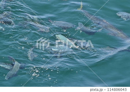 鯛の浦の鯛とヒラマサ　千葉 114806043