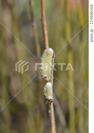 Japanese Pink Pussy Willow Mount Aso Japanese Pink Pussy Willow Mount Aso 114806168