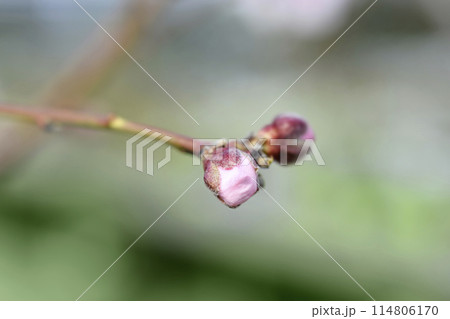 Peach tree Andross Peach tree Andross 114806170