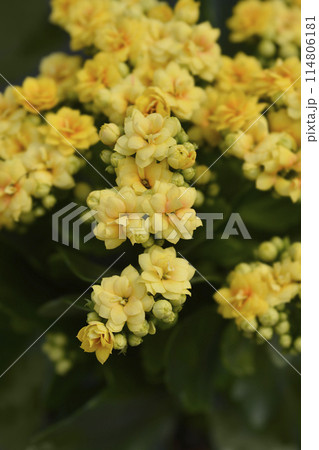 Florist kalanchoe 114806181