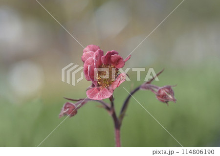 Avens Tempo Rose Avens Tempo Rose 114806190