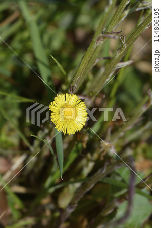 Coltsfoot 114806195