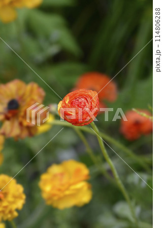 Persian Buttercup Picotee Orange 114806288