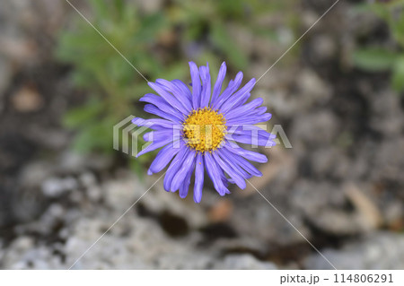 Alpine aster Dark Beauty 114806291