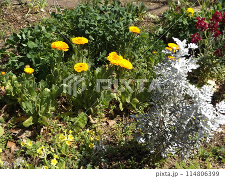 こじま花の会花畑の春の花キンセンカ こじま花の会花畑の春の花キンセンカ 114806399