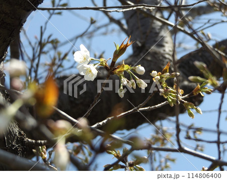 こじま花の会花畑桜並木の咲き始めた桜の木 こじま花の会花畑桜並木の咲き始めた桜の木 114806400