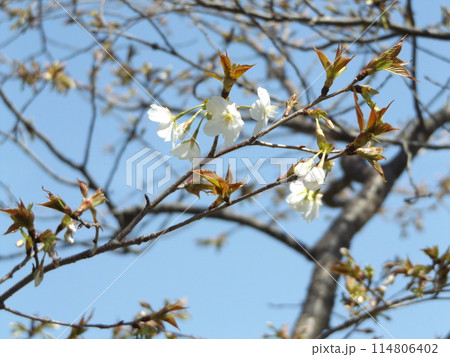 こじま花の会花畑桜並木の咲き始めた桜の木 こじま花の会花畑桜並木の咲き始めた桜の木 114806402