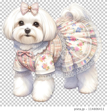 花柄ワンピースを着たマルチーズ 114806411