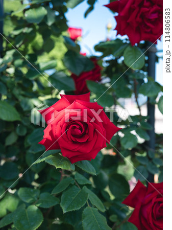 バラ　大阪　中之島公園　中之島バラ園　花の写真　曇りの日のバラ 114806583