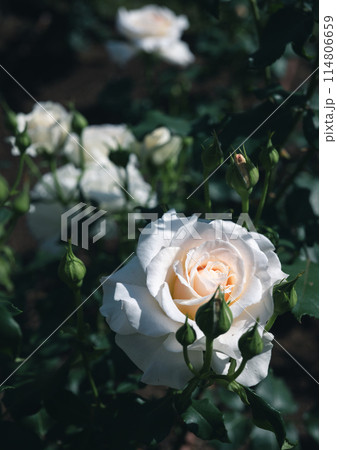 バラ　大阪　中之島公園　中之島バラ園　花の写真　曇りの日のバラ 114806659