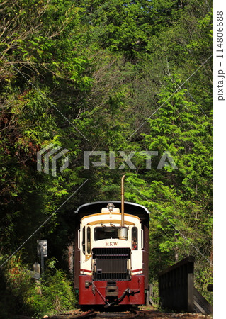 長野県_新緑の赤沢自然休養林の中を走り抜ける森林鉄道のトロッコ列車_2023/5/2撮影 長野県_新緑の赤沢自然休養林の中を走り抜ける森林鉄道のトロッコ列車_2023/5/2撮影 114806688