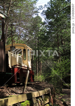長野県_新緑の赤沢自然休養林の中を走り抜ける森林鉄道のトロッコ列車_2023/5/2撮影 114806697
