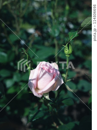 バラ　大阪　中之島公園　中之島バラ園　花の写真　曇りの日のバラ 114806698