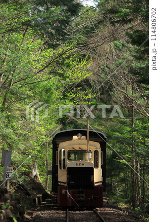 長野県_新緑の赤沢自然休養林の中を走り抜ける森林鉄道のトロッコ列車_2023/5/2撮影 114806702