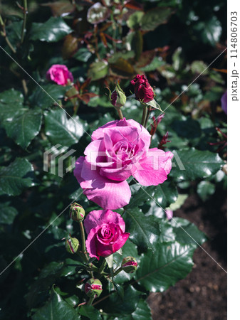 バラ 大阪 中之島公園 中之島バラ園 花の写真 曇りの日のバラ バラ 大阪 中之島公園 中之島バラ園 花の写真 曇りの日のバラ 114806703