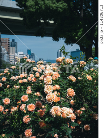 バラ　大阪　中之島公園　中之島バラ園　花の写真　曇りの日のバラ 114806713