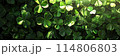 Celebrate St. Patrick's Day with this vibrant sea of clover leaves 114806803