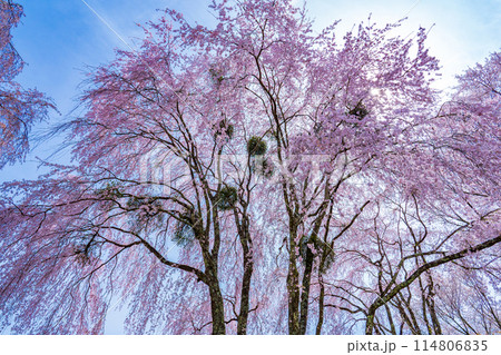 奈良県吉野山 ヤドリギのついた満開のしだれ桜 奈良県吉野山 ヤドリギのついた満開のしだれ桜 114806835
