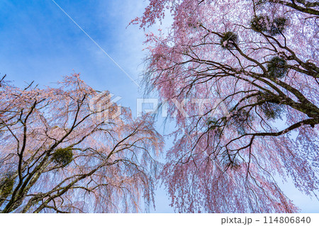 奈良県吉野山 ヤドリギのついた満開のしだれ桜 奈良県吉野山 ヤドリギのついた満開のしだれ桜 114806840