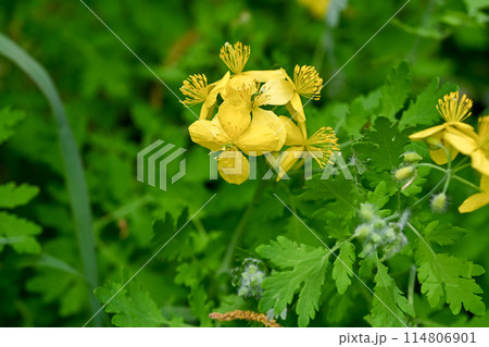 クサノオウ 114806901