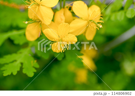 クサノオウ 114806902