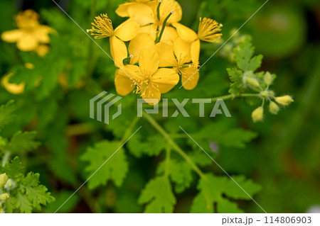 クサノオウ 114806903