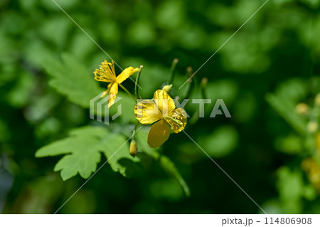 クサノオウ 114806908