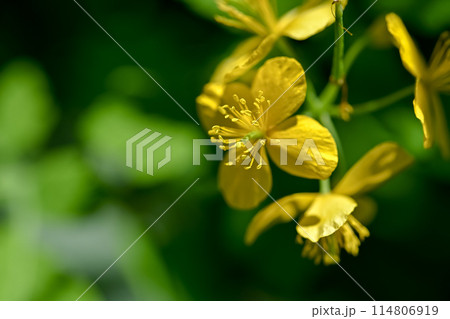 クサノオウ 114806919