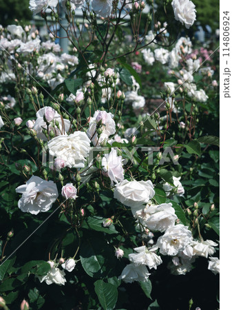 バラ　大阪　中之島公園　中之島バラ園　花の写真　曇りの日のバラ 114806924